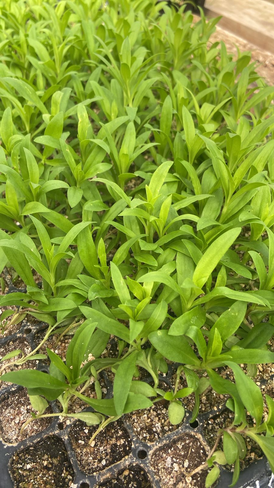 AGAPANTO